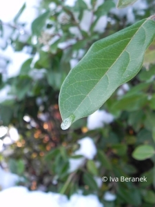 winter leaf simple, by Iva B.