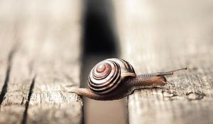 snail 'bridging' a gap