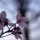Cherry blossoms photo shoot